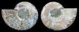 Polished Ammonite Pair - Agatized #59436-1